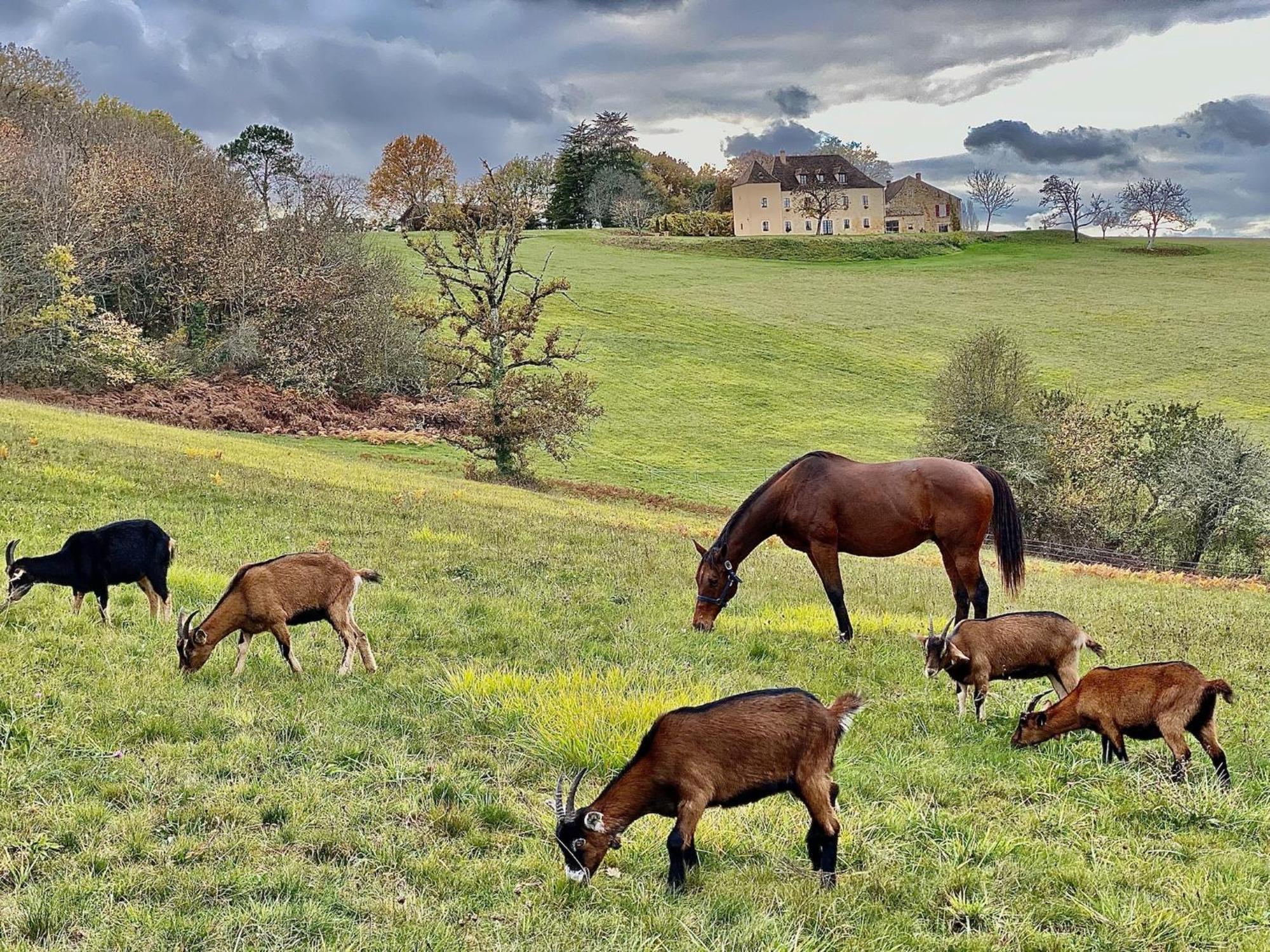 فيلا Domaine De Cazal - Gite 2 Pers Avec Piscine Au Coeur De 26 Hectares De Nature Preservee سان-سيبريان المظهر الخارجي الصورة